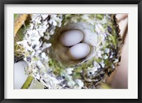 Framed Rufous Hummingbird Nest With Eggs