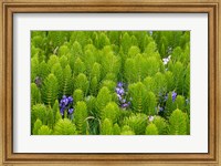 Framed Horsetail, Wild Hyacinth, And Grays Harbor