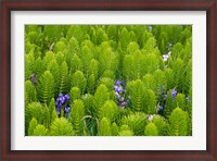Framed Horsetail, Wild Hyacinth, And Grays Harbor