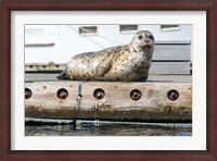 Framed Harbor Seal  Out On A Dock