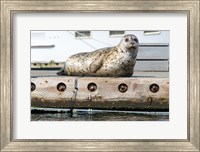 Framed Harbor Seal  Out On A Dock