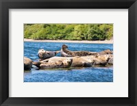 Framed Harbor Seal Gathering At Liberty Bay