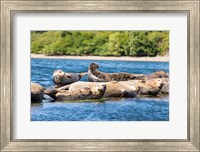 Framed Harbor Seal Gathering At Liberty Bay