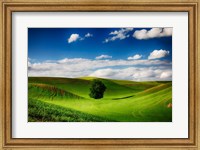 Framed Rolling Wheat Field Landscape With A Lone Tree