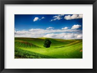 Framed Rolling Wheat Field Landscape With A Lone Tree