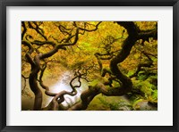 Framed Spring Japanese Maple Hanging Over A Pond