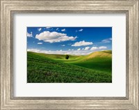 Framed Rolling Wheat Fields With A Lone Tree