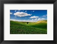 Framed Rolling Wheat Fields With A Lone Tree