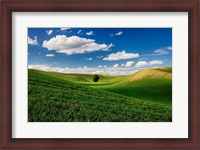 Framed Rolling Wheat Fields With A Lone Tree