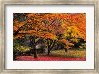 Framed Red Vine Maple In Full Autumn Glory