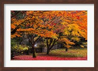 Framed Red Vine Maple In Full Autumn Glory