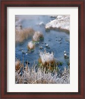 Framed Frost Along White Creek, Wyoming