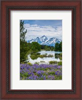 Framed Lupine Flowers With The Teton Mountains In The Background