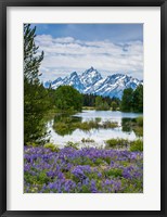 Framed Lupine Flowers With The Teton Mountains In The Background