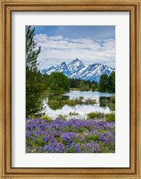 Framed Lupine Flowers With The Teton Mountains In The Background