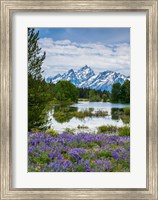 Framed Lupine Flowers With The Teton Mountains In The Background