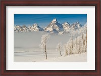 Framed Rimed Cottonwoods And Tetons From The Antelope Flats Road