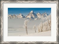 Framed Rimed Cottonwoods And Tetons From The Antelope Flats Road
