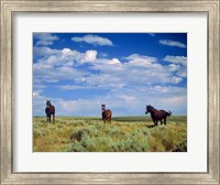 Framed Wild Horses Near Farson, Wyoming