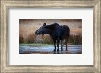 Framed Moose Eating Watercress In A Pond