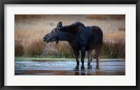 Framed Moose Eating Watercress In A Pond