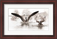 Framed Canadian Geese Land In A Winter's Pond