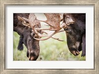 Framed Close-Up Of Two Bull Moose Locking Horns
