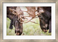 Framed Close-Up Of Two Bull Moose Locking Horns