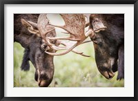 Framed Close-Up Of Two Bull Moose Locking Horns