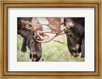 Framed Close-Up Of Two Bull Moose Locking Horns