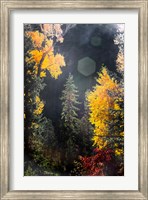 Framed Sunshine On An Autumn Forest