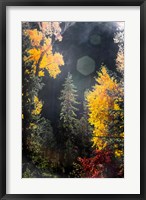 Framed Sunshine On An Autumn Forest
