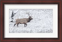 Framed Bull Elk Walks In The Snow