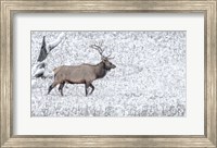 Framed Bull Elk Walks In The Snow