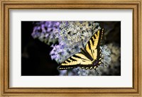 Framed Western Tiger Swallowtail Butterfly On A Lilac Bush