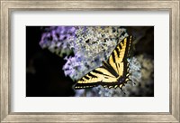 Framed Western Tiger Swallowtail Butterfly On A Lilac Bush