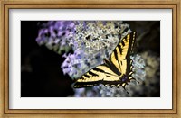 Framed Western Tiger Swallowtail Butterfly On A Lilac Bush