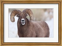Framed Bighorn Sheep With Grass In His Mouth