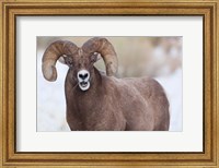 Framed Bighorn Sheep With Grass In His Mouth