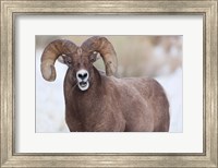 Framed Bighorn Sheep With Grass In His Mouth