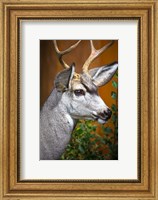 Framed Close-Up Of A Mule Deer