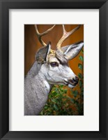 Framed Close-Up Of A Mule Deer