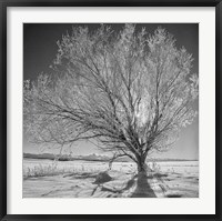 Framed Lone Ice Tree (BW)