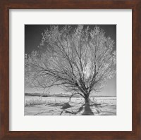 Framed Lone Ice Tree (BW)