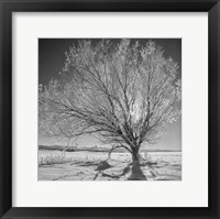Framed Lone Ice Tree (BW)