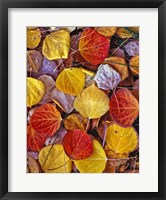 Framed Fallen Autumn Leaves