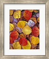Framed Fallen Autumn Leaves