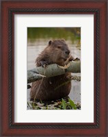 Framed North American Beaver Gnawing Through An Aspen