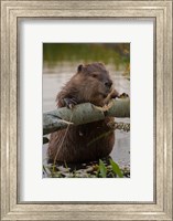 Framed North American Beaver Gnawing Through An Aspen