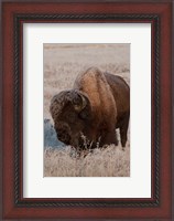 Framed American Bison On A Frosty Morning